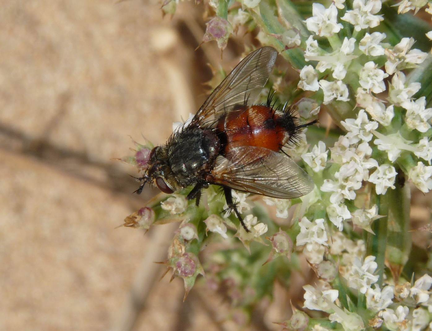 Peleteria sp. (Tachinidae).